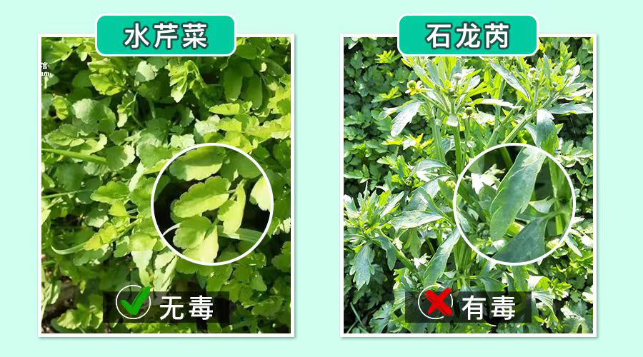 春天，吃野菜要當(dāng)心